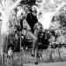 Jenny-Stella